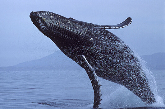 Биологи узнали причину мора тысяч китов в Тихом океане