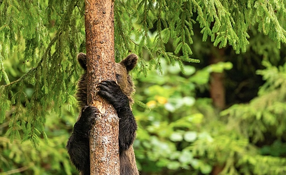 Бурые медведи оказались врагами рукотворных лесов