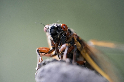Цикады производят нехарактерные для насекомых струи мочи