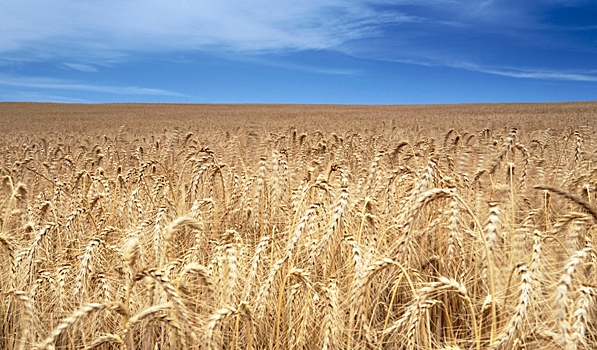 Эксперт спрогнозировал нехватку зерна в ЮАР