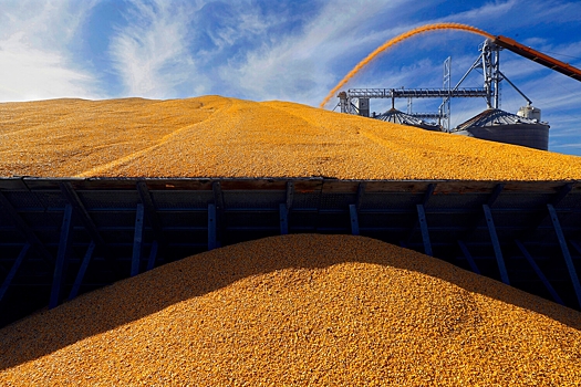 ЕС предупредили о кризисе из-за пошлин на российское зерно