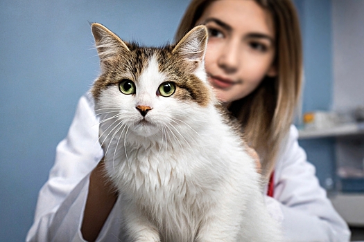 Грибковые заболевания у кошек: симптомы, как и чем лечить