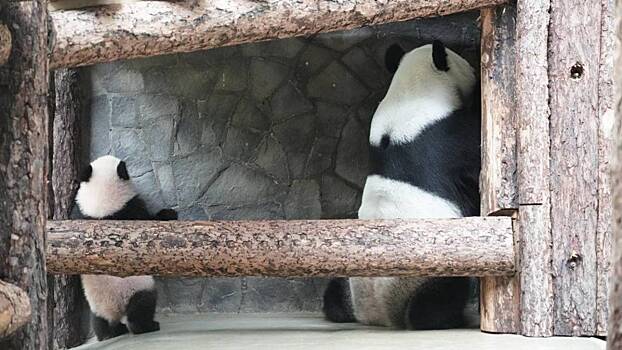 Московский зоопарк показал забавные фото панд Катюши и Диндин