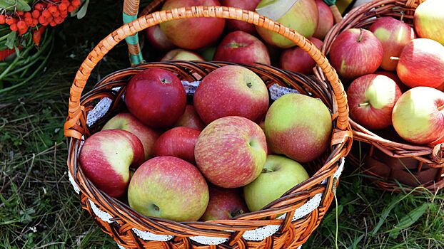 Ученые нашли яблоки, которые могут защитить печень от повреждения