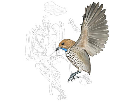 Найдена первая беззубая птица из группы энантиорнитинов