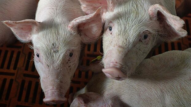 На севере Молдавии выявили четыре случая африканской чумы свиней