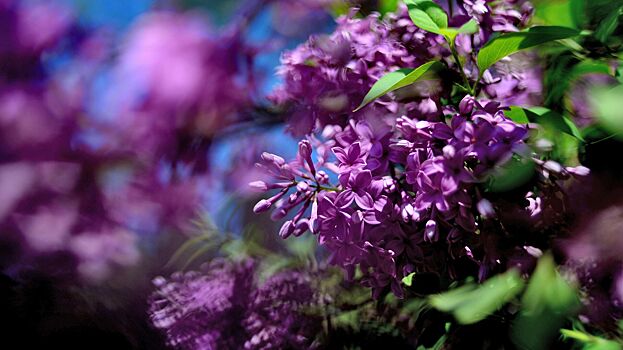 Какие цветы могут вызывать аллергию
