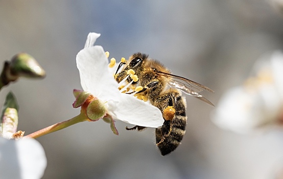 Пчелы расшифровывают танцы друг друга с помощью усиков