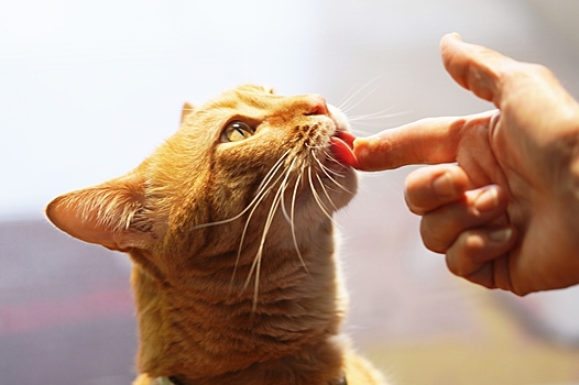Почему у кошек шершавые языки – четыре причины