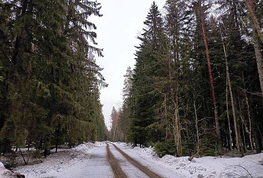 Появилась угроза лишиться половины лесов в России