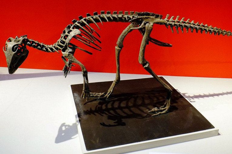 Предок тираннозавра и гигантский лебедь: пять российских динозавров1