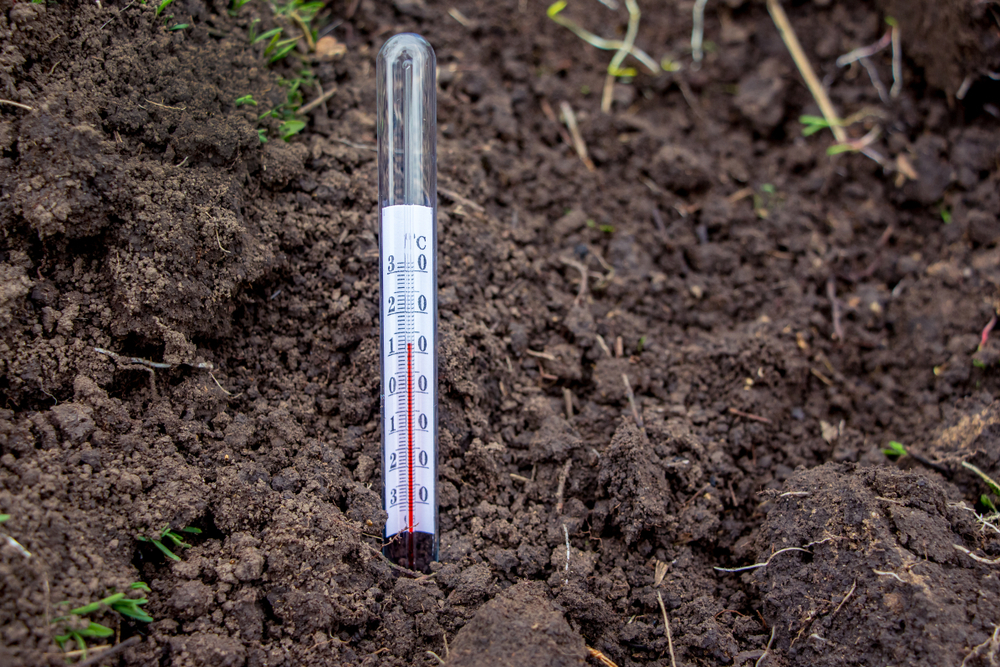 При какой температуре выращивать овощную рассаду? Правильный режим с первых дней после посева14