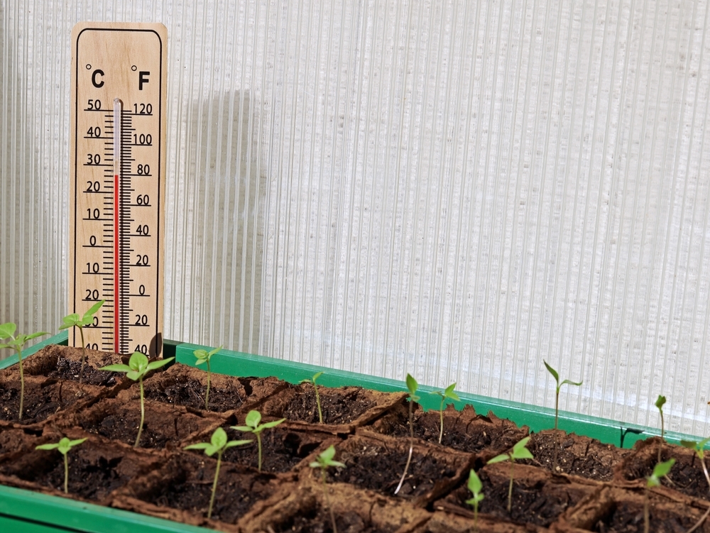 При какой температуре выращивать овощную рассаду? Правильный режим с первых дней после посева3