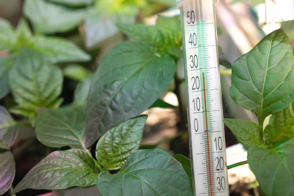 При какой температуре выращивать овощную рассаду? Правильный режим с первых дней после посева1
