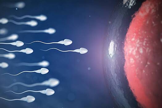 Стало известно, как женский организм защищается от лишней спермы