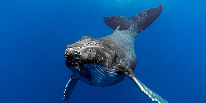 Расшифрован геном синего кита