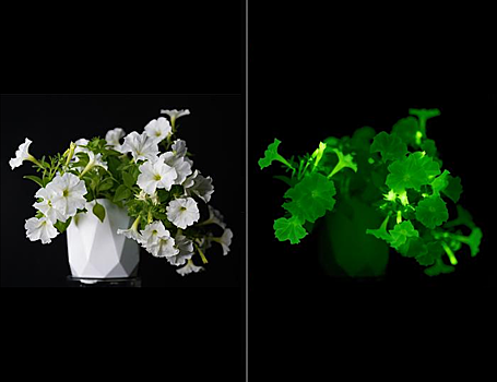 Растения могут стать естественным источником освещения дома
