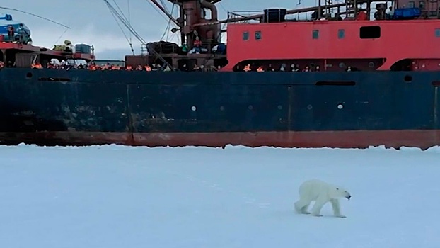 Режиссер документального фильма «‎В Арктику»‎ планирует создать сериал на его основе