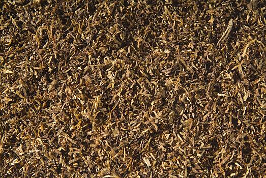 Риски выращивания табака на даче