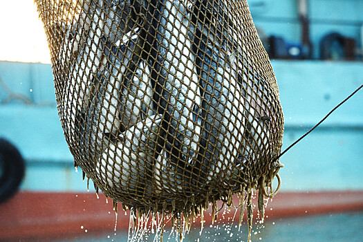 Рыбаки попросили отменить экспортные пошлины на треску, минтай и крабов