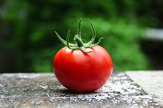 Сроки посева томатов для теплиц и открытого грунта