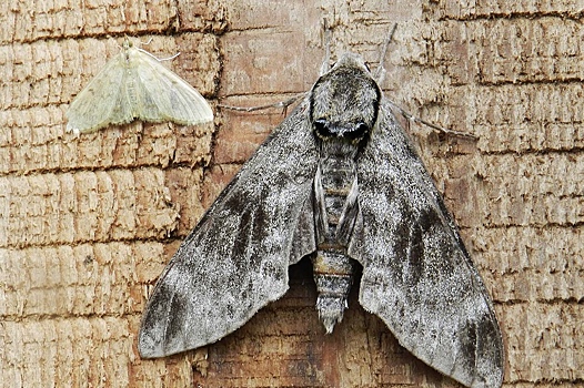 Ученые нашли 15 новых видов бабочек на острове Кунашир