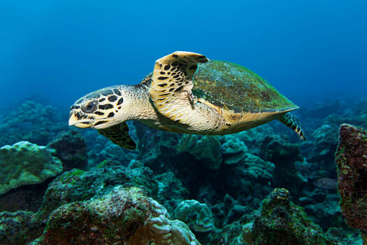 Ученые нашли дешевый способ защитить редких морских черепах от рыболовных сетей