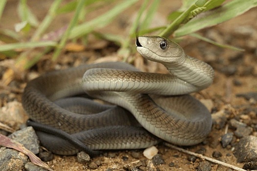 Синтезировано антитело, нейтрализующее самый смертельный токсин змей