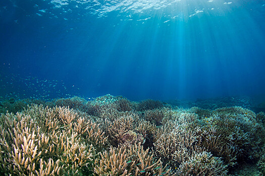 Ученые выяснили, что кораллы способны к быстрому восстановлению