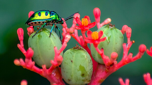 Ученые выяснили способ быстрого заживления ран у насекомых