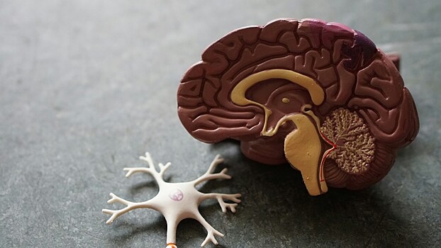 Ученые запечатлели процесс создания воспоминаний в мозге человека