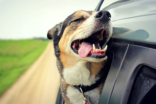 Почему собаки любят высовывать голову из автомобиля