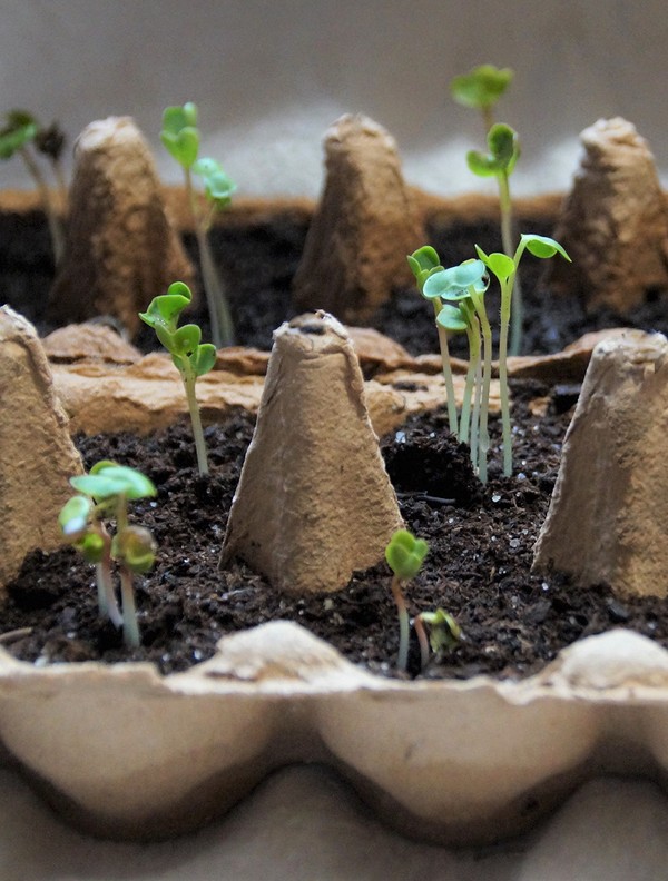 В чем выращивать рассаду: 11 примеров без лишних затрат1