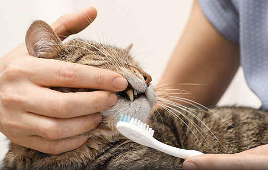 Ветеринар рассказала, обязательно ли чистить зубы коту