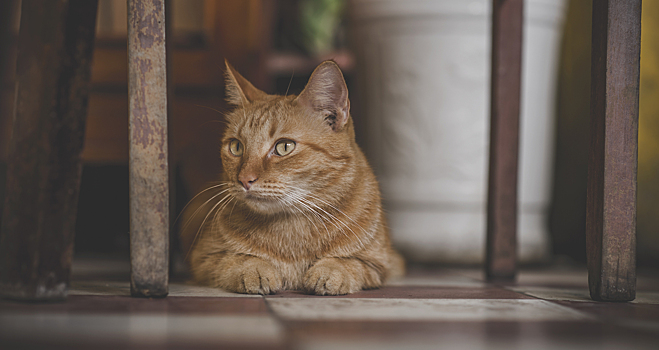Ветеринар сочла блины «безопасным угощением» для кошек