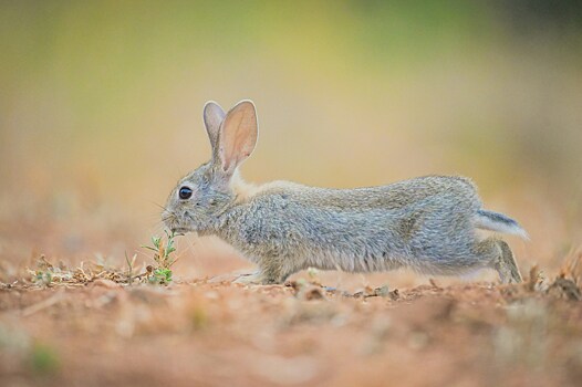 В чем разница между зайцами и кроликами