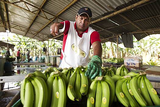 В России захотели снизить зависимость импорта бананов от Эквадора