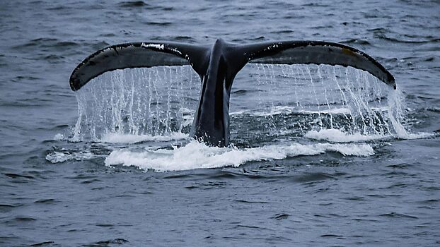 В США у побережья Массачусетса появился вымерший 200 лет назад вид кита