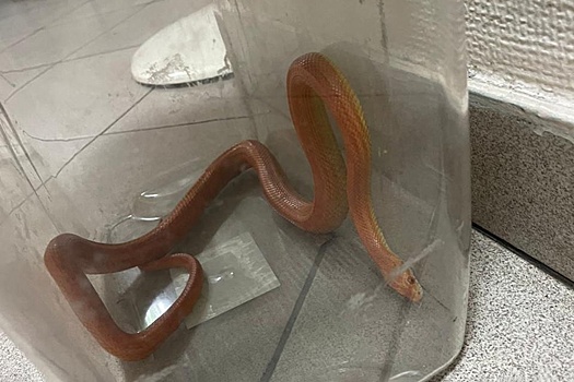 Жильцы московской многоэтажки нашли в спальне змею