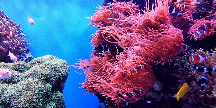 Звуки здоровых рифов помогут восстановить поврежденные кораллы