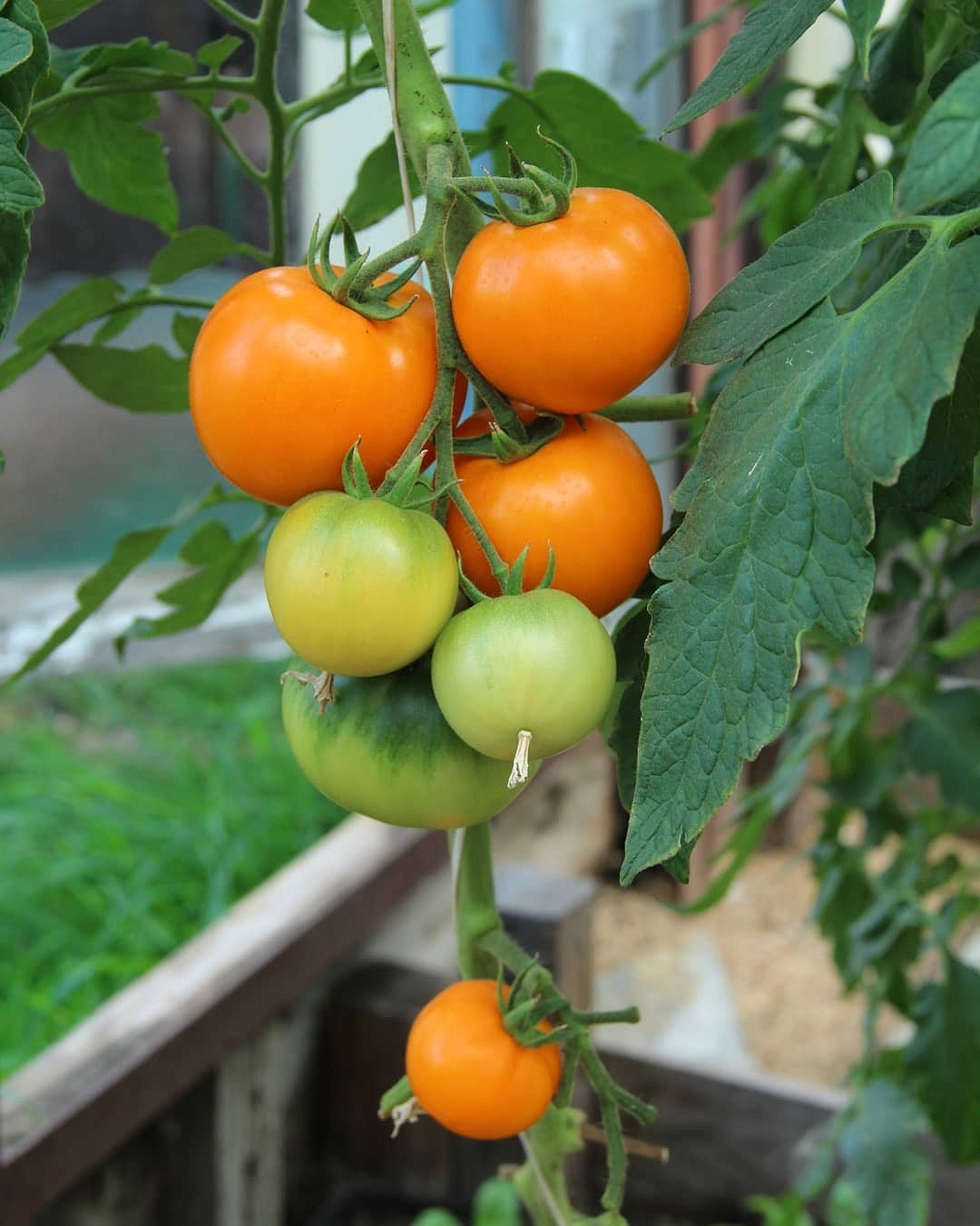 8 сортов помидоров, которые дадут самый вкусный урожай15