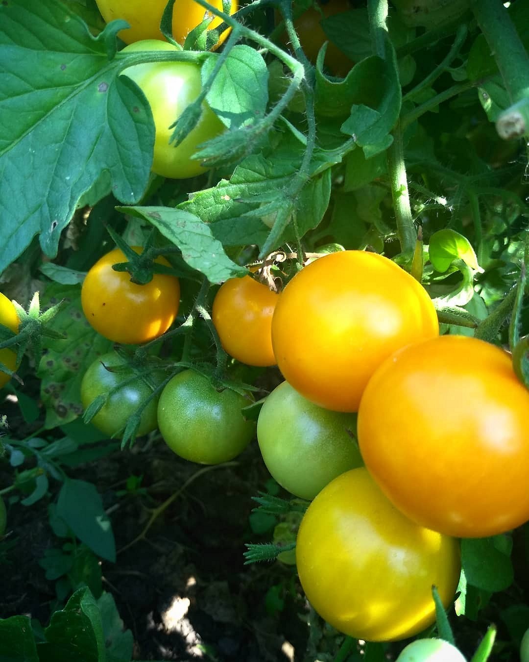 8 сортов помидоров, которые дадут самый вкусный урожай14