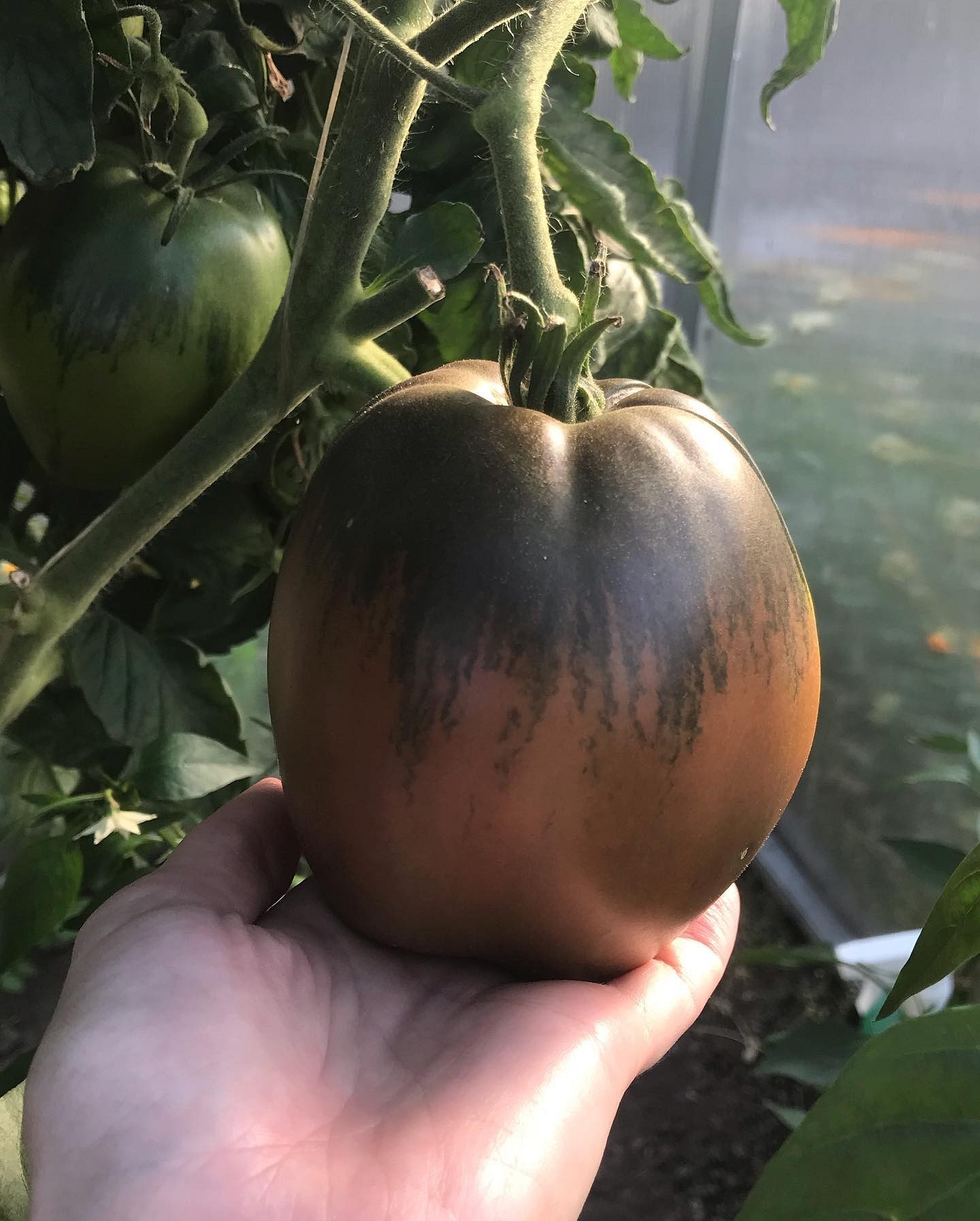 8 сортов помидоров, которые дадут самый вкусный урожай3