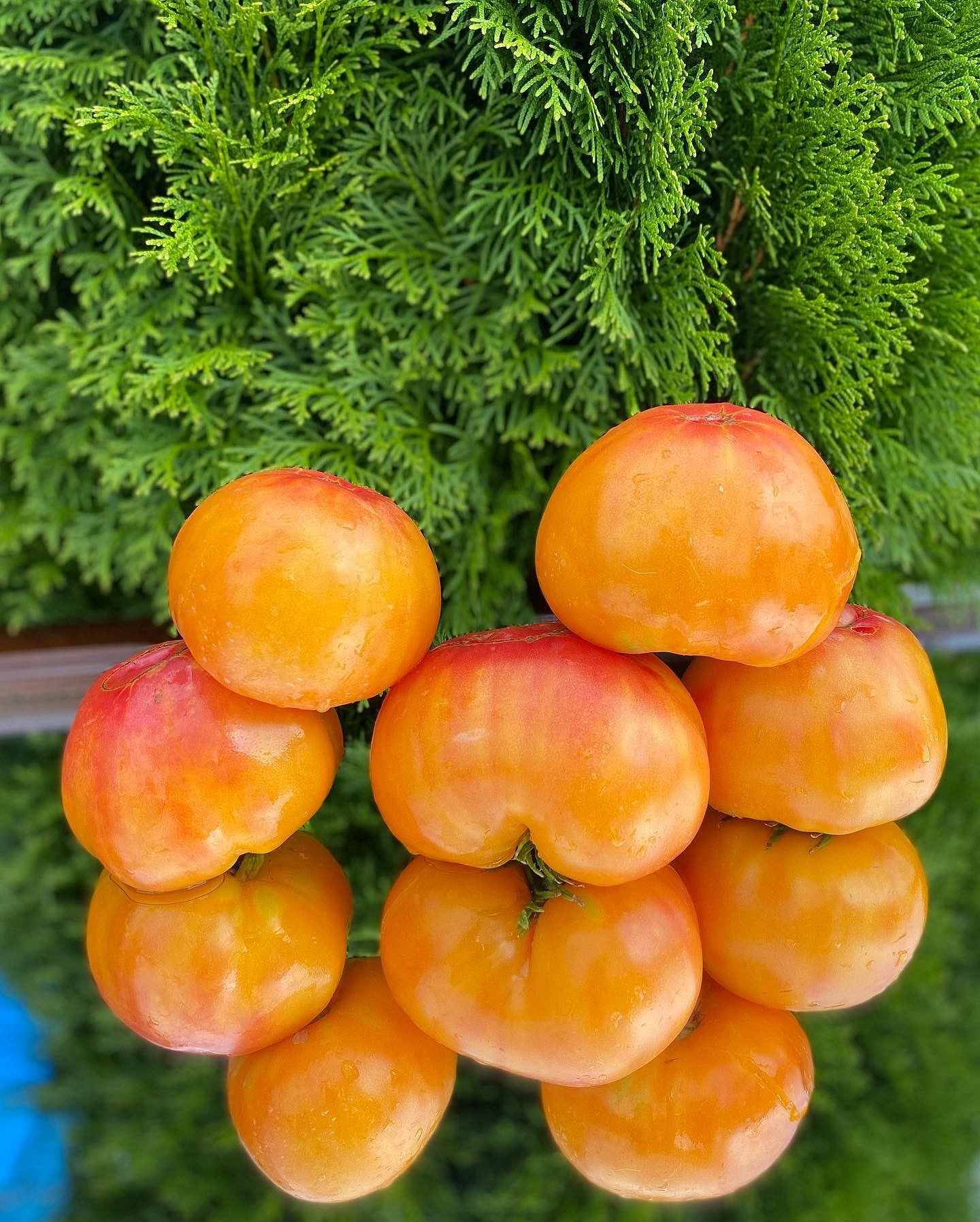 8 сортов помидоров, которые дадут самый вкусный урожай12