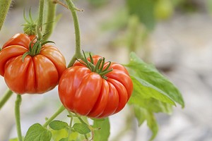 8 сортов помидоров, которые дадут самый вкусный урожай0