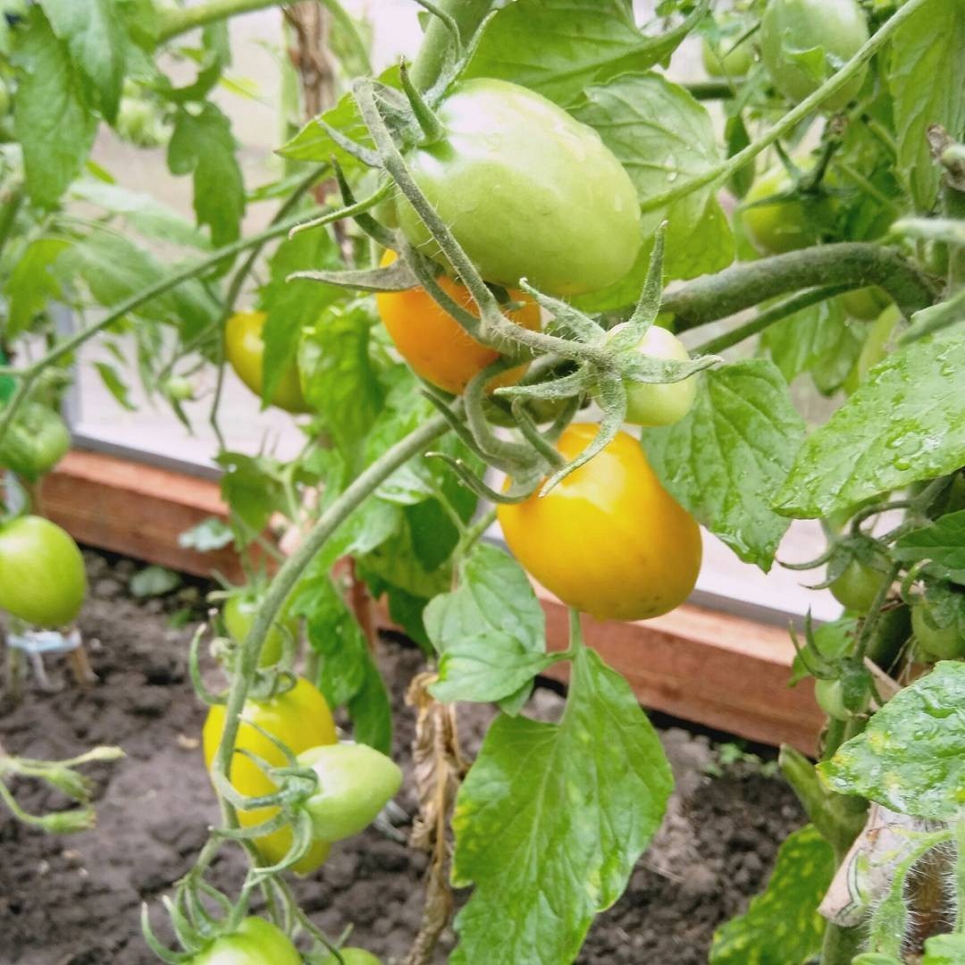 8 сортов помидоров, которые дадут самый вкусный урожай10