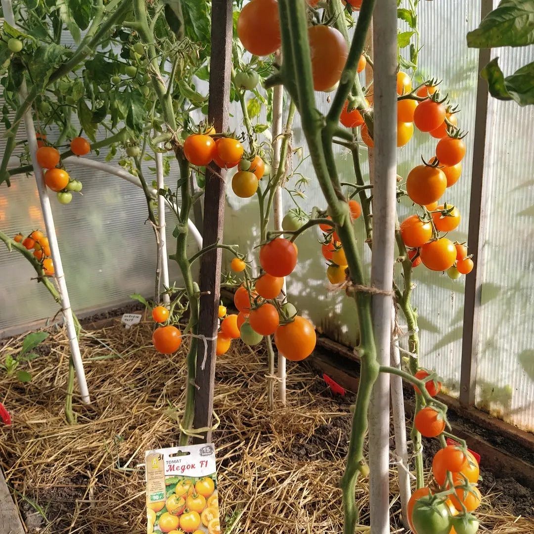8 сортов помидоров, которые дадут самый вкусный урожай13