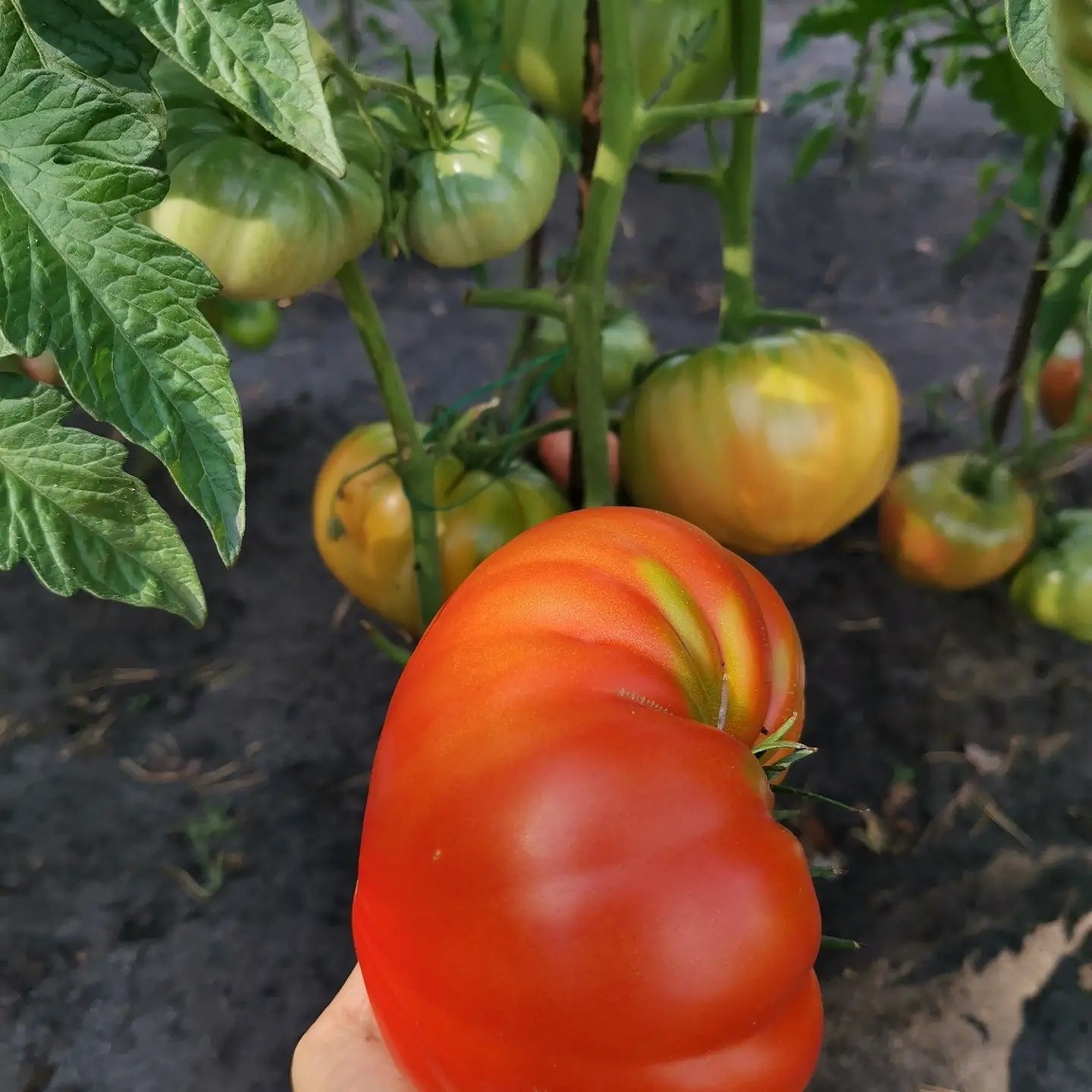 8 сортов помидоров, которые дадут самый вкусный урожай7