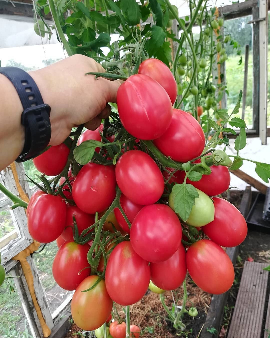 8 сортов помидоров, которые дадут самый вкусный урожай1