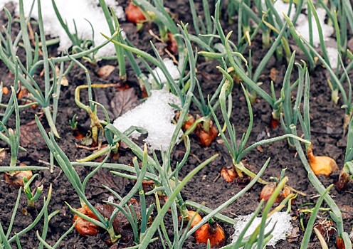 Агроном указал садоводам на пользу талого снега для растений